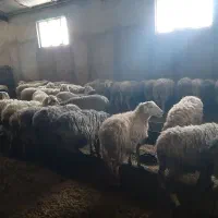 استخدام چوپان