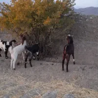 بزّ|حیوانات مزرعه|اسفراین, |دیوار