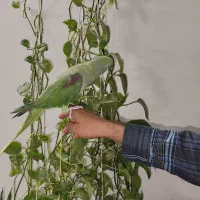 شاه طوطی ماده دستی سخنگو|پرنده|قم, انصارالحسین|دیوار