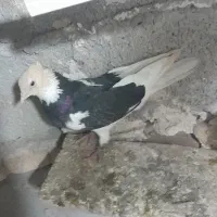 کبوتر پرشی