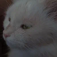 گربه پرشین معاوضه هم دارم|گربه|بم, |دیوار