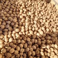 خرید گردو خشک با بهترین قیمت و فروش