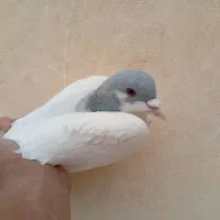 جفت روسر آبی و قرمز|پرنده|باغ بهادران, |دیوار