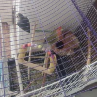 طوطی کوتوله برزیلی