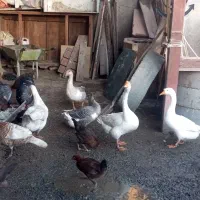 دوجفت قوغاز یک جفت غازمعمولی