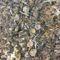 ۳۰ تن ذرت علوفه درجه یک فروشی