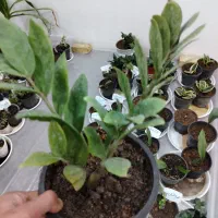 انواع گل آپارتمانی با ارسال رایگان