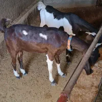 بز درجه یک یک دو عدد داشتی