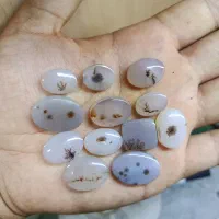 بارخونه ۱۲ عددی شجر