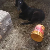 اسب|اسب و تجهیزات اسب‌سواری|اردبیل, |دیوار