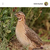 بلدرچین صحرایی