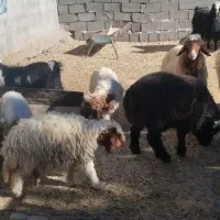 حیوانات مزرعه