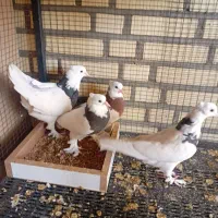 کبوتر|پرنده|دلیجان, |دیوار