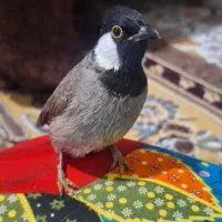 آشتی خوش اواز