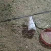 کفتر کله ای زرد