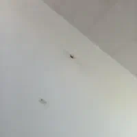 گچکاری و گچبری