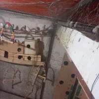 فنچ کینگ و زبرا|پرنده|کرخه, |دیوار