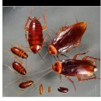 شرکت خدمات سمپاشی دنا سم جنوب سوسک ساس و ..