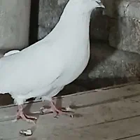 کبوتر پرشی ماده