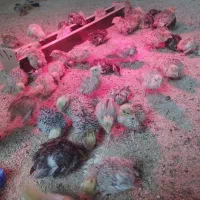 بلدرچین|حیوانات مزرعه|خسروشاه, |دیوار