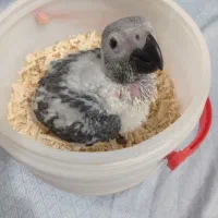 جوجه کاسکو سرلاکی حلقه پا