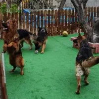 آموزش سگ.پانسیون سگ