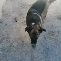 حیوان|سگ|چناران, |دیوار