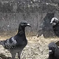 کبوتر مسافتی  عربستان  بلژیکی  هلندی