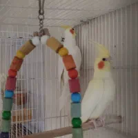 عروس هلندی