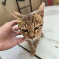 واگذاری بچه گربه|گربه|فردیس, نسترن شرقی|دیوار