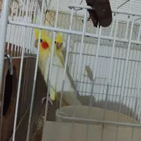 عروس هلندی مولد