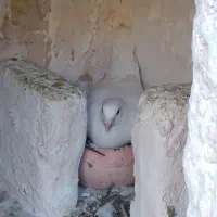 یک جفت کفتر سار