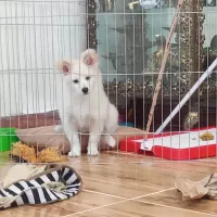 پامر روباهی۶ماهه با وسایل