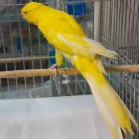 قناری رسمی.سوپر.پرستار