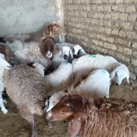 میش وبره چاق کشتاری گوسفندباقصاب|حیوانات مزرعه|مشهد, احمدآباد|دیوار