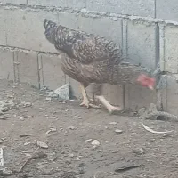مرغ دورگ محلی یک ساله