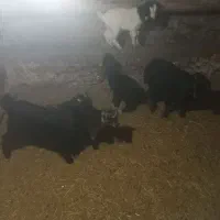 ۴عدد بز جوان شیری خانگی|حیوانات مزرعه|ساوه, |دیوار