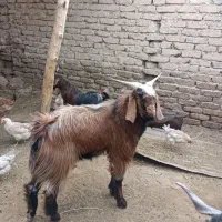 کهره ی نر ۱۵ملیون