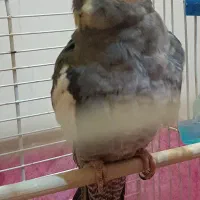 عروس هلندی بالغ ماده|پرنده|لاهیجان, کوی خزر|دیوار