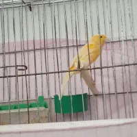 قناری نر پرتقالی روبه دهن