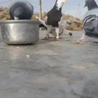 کبوتر|پرنده|سرپل ذهاب, |دیوار