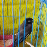 پرنده|پرنده|بم, |دیوار