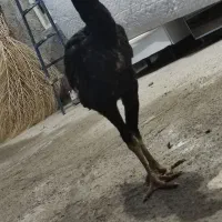 لاری اوشامو و افغان اصیل