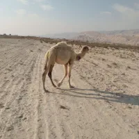 فروش کره شتر ۸ماهه شهر ارد گراش|حیوانات مزرعه|ارد, |دیوار