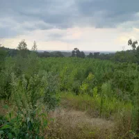 اجاره باغ چهار هکتاری سند دار (تک برگ)