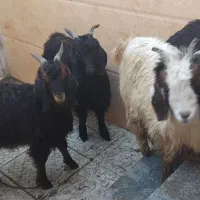 بزغاله ماده جمع کردنی سالم سرحال