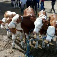 گوساله اصیل