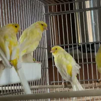 قناری|پرنده|تهران, تاکسیرانی|دیوار