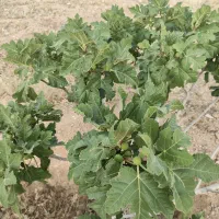 ملک انجیر منطقه خیر مبارک آباد|فروش دفتر صنعتی، کشاورزی، تجاری|رونیز, |دیوار