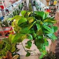 گل آپارتمانی پتوس آویز دار بنجامین آگلونما قاشقی|گل و گیاه طبیعی|قم, نیروگاه|دیوار